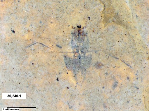 Notonectidae