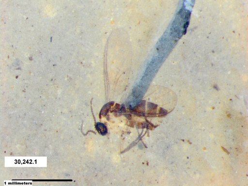 Diptera
