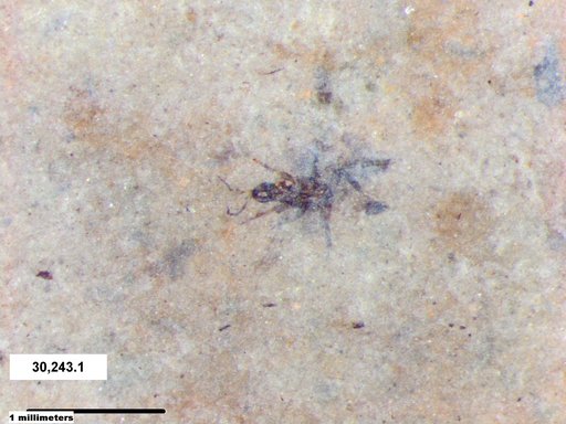 Insecta