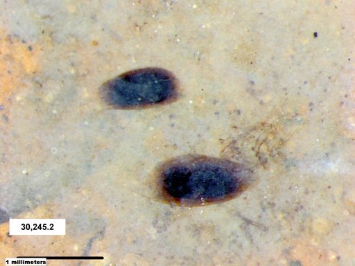 Daphniidae