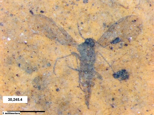 Sciaridae
