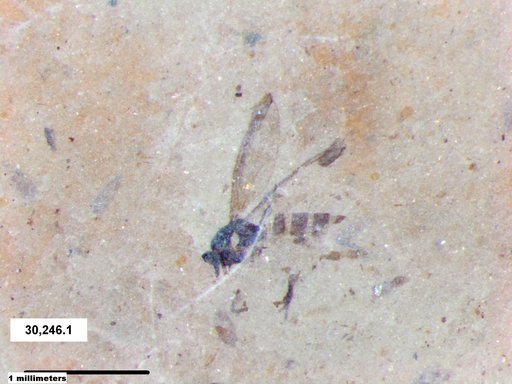 Diptera