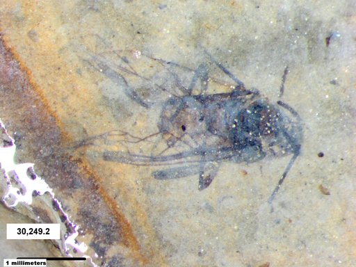 Aphididae
