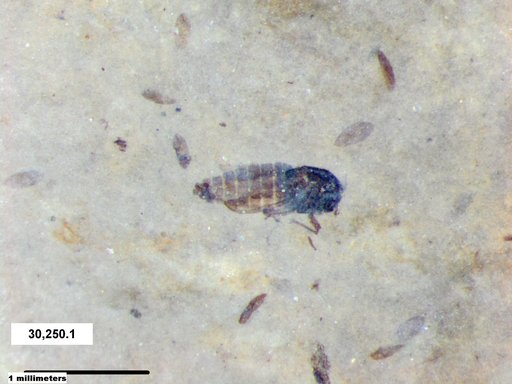 Diptera