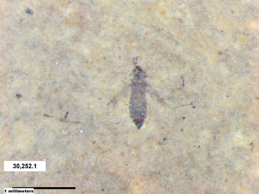 Genus sp
