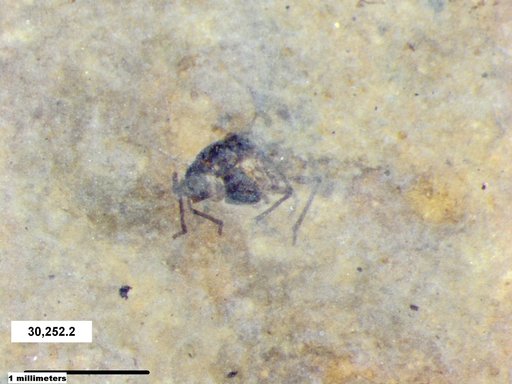 Aphididae