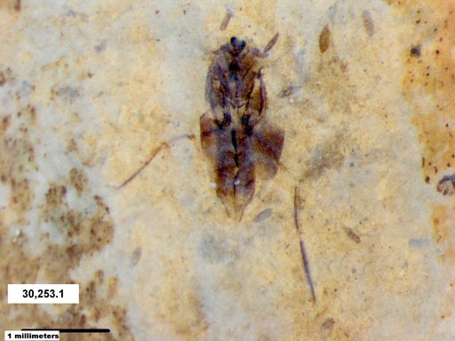 Notonectidae
