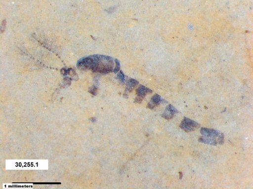 Chaoboridae
