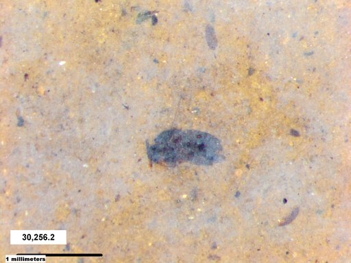 Genus sp