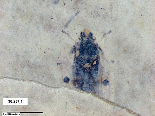 Genus sp