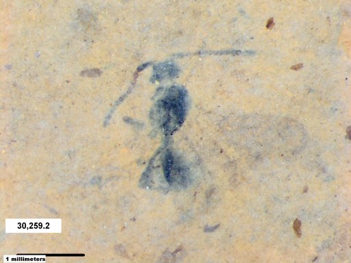 Diapriidae