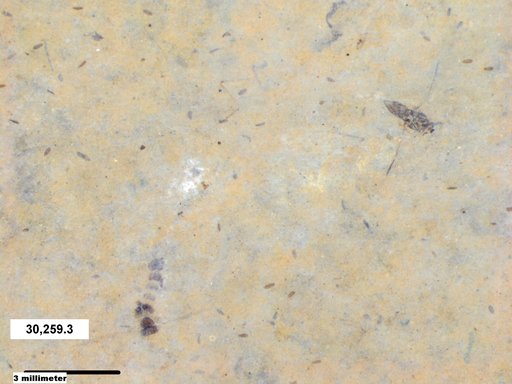Notonectidae