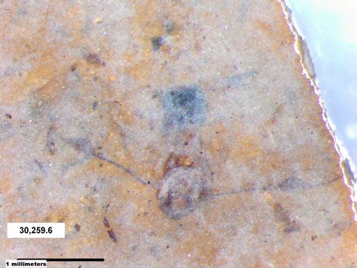 Genus sp