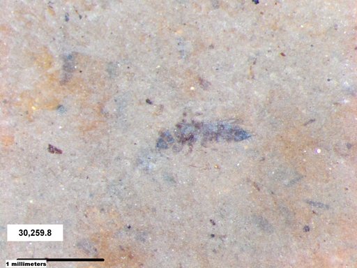 Genus sp
