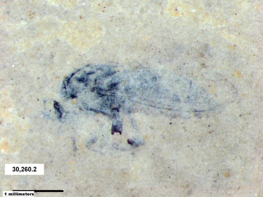 Diptera