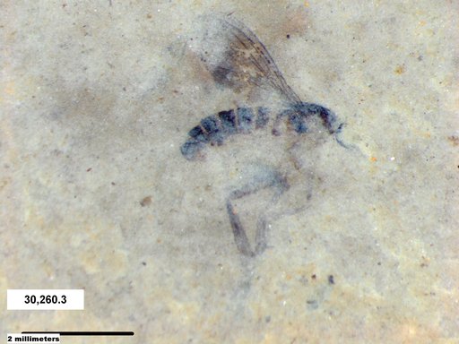 Diptera