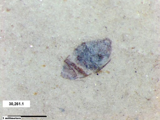 Insecta