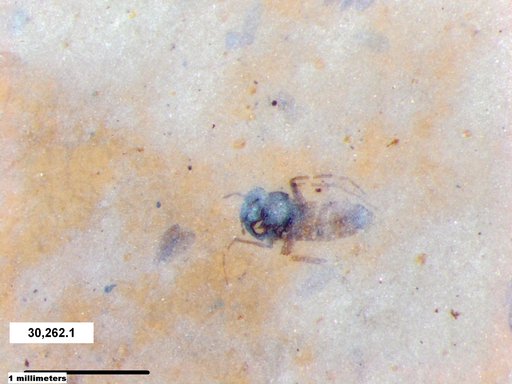 Diptera