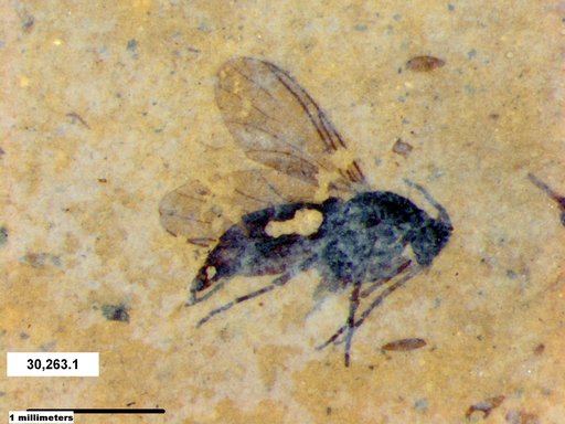 Diptera