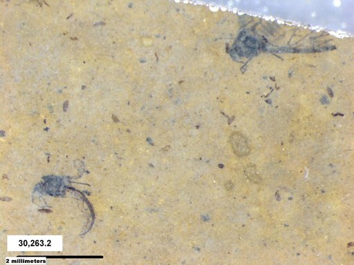 Aphididae