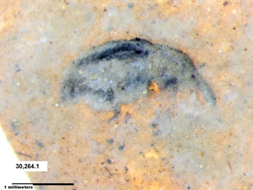 Genus sp