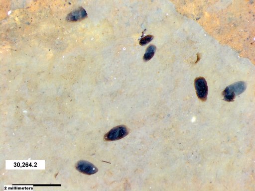 Daphniidae