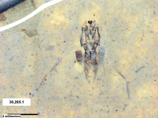 Notonectidae