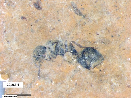 Formicidae