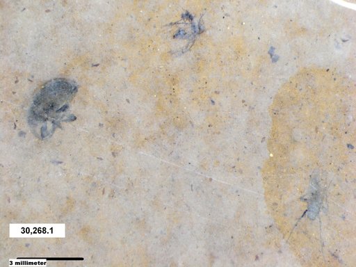 Genus sp