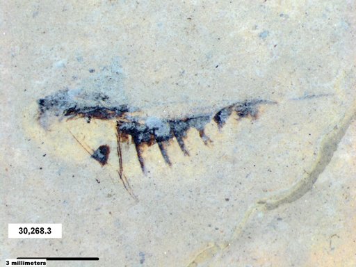 Notonectidae