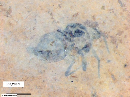 Insecta