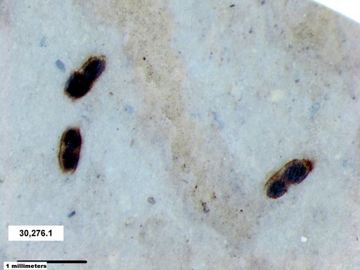 Daphniidae