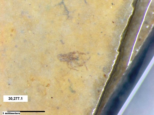 Genus sp