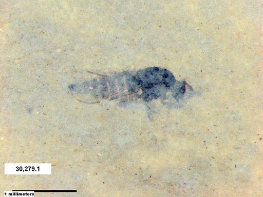 Diptera