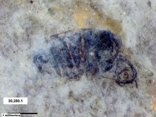 Genus sp