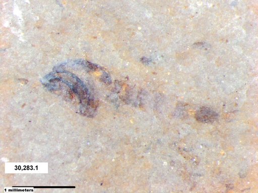 Chaoboridae