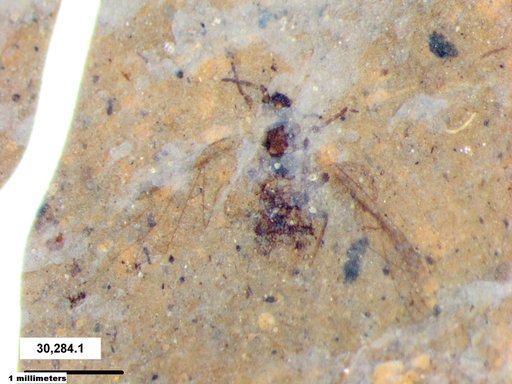 Aphididae