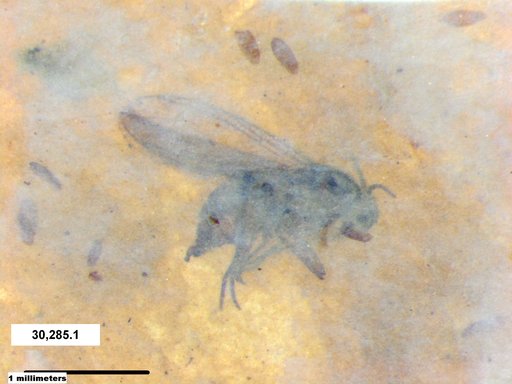 Diptera