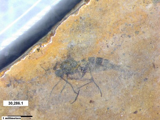 Sciaridae