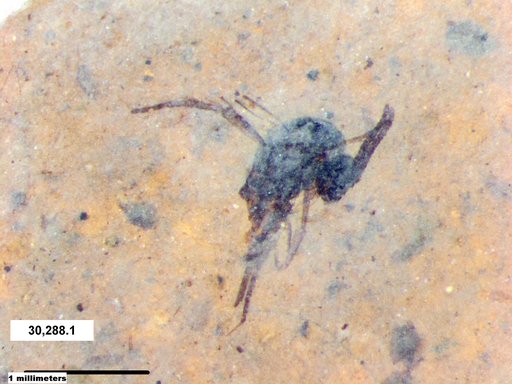Insecta