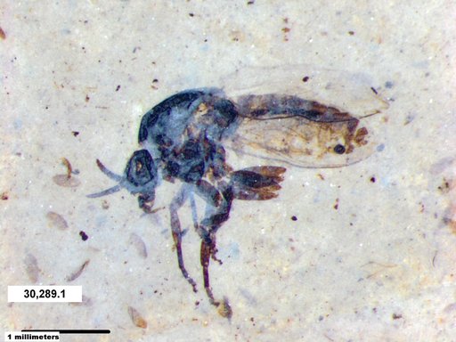 Diptera