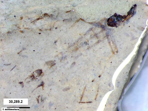 Insecta