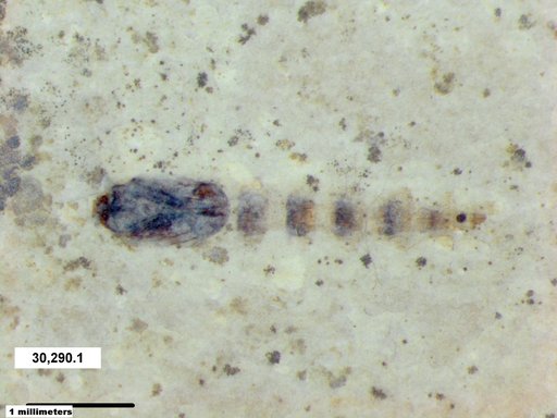 Genus sp