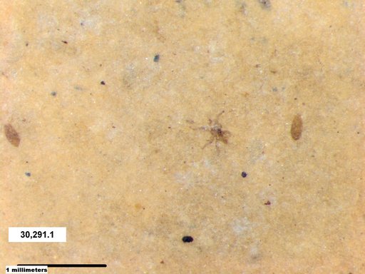 Genus sp