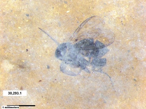 Diptera
