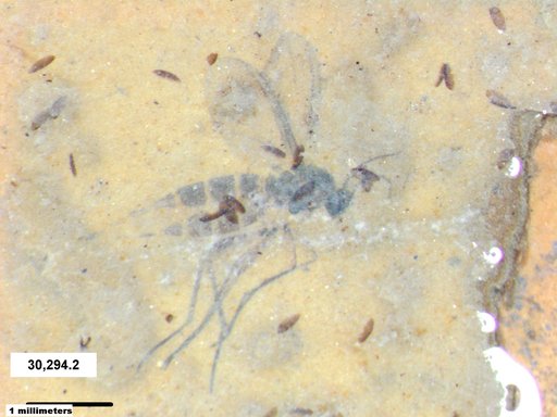 Sciaridae