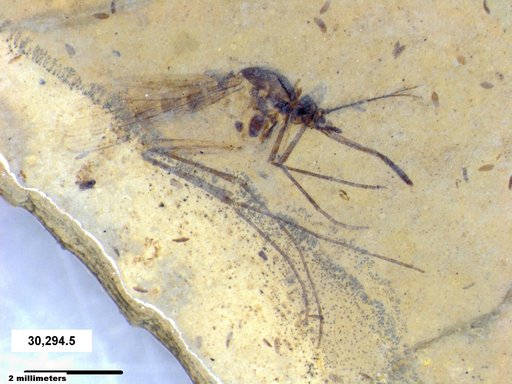 Genus sp