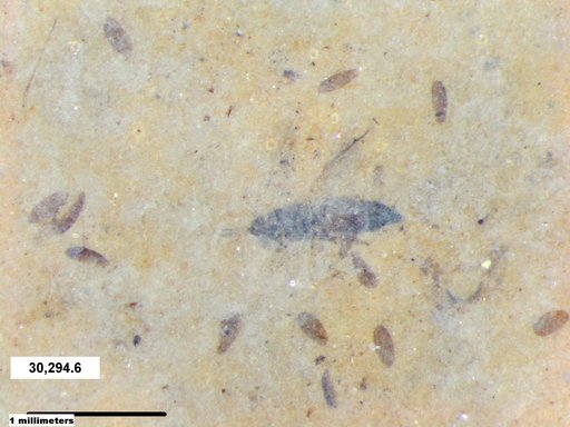 Genus sp