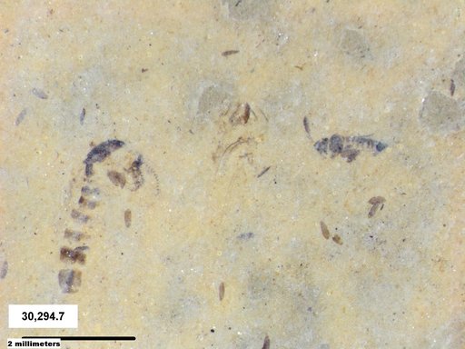 Genus sp