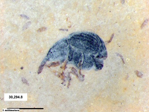Genus sp